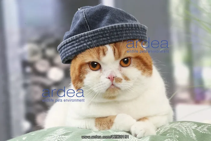 : Highlander cat wearing a hat indoors : Highlander cat wearing a hat indoors