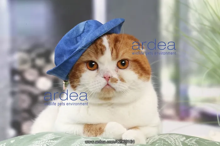 : Highlander cat wearing a hat indoors : Highlander cat wearing a hat indoors