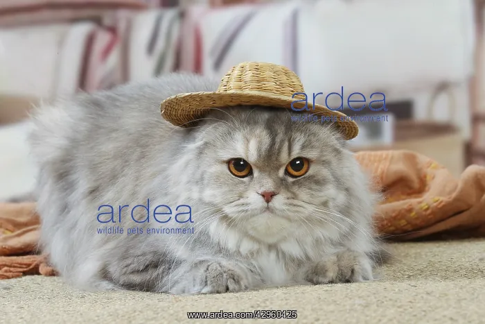 : Highlander cat wearing a hat indoors : Highlander cat wearing a hat indoors