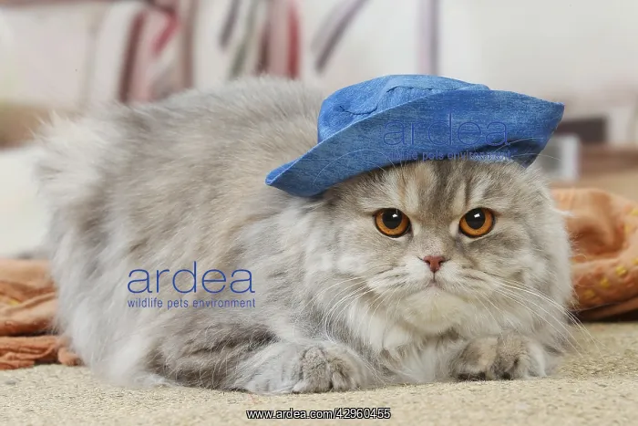 : Highlander cat wearing a hat indoors : Highlander cat wearing a hat indoors