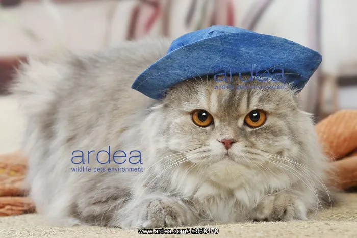 : Highlander cat wearing a hat indoors : Highlander cat wearing a hat indoors