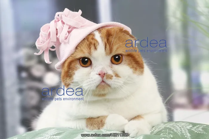 : Highlander cat wearing a hat indoors : Highlander cat wearing a hat indoors