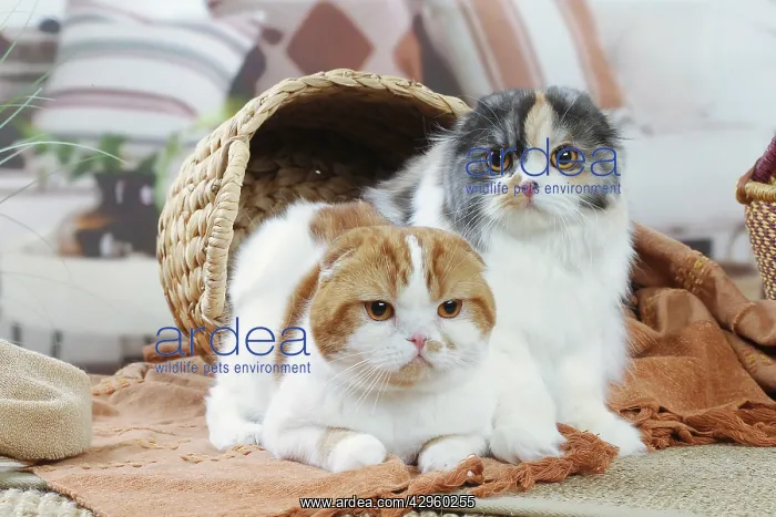 : Two Highlander cats indoors : Two Highlander cats indoors