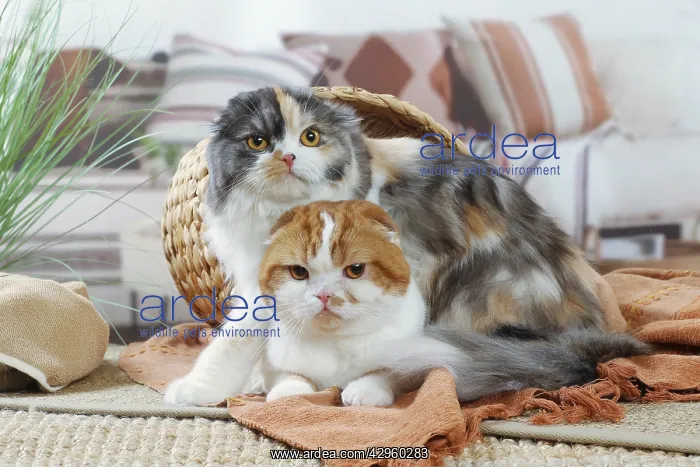 : Two Highlander cats indoors : Two Highlander cats indoors