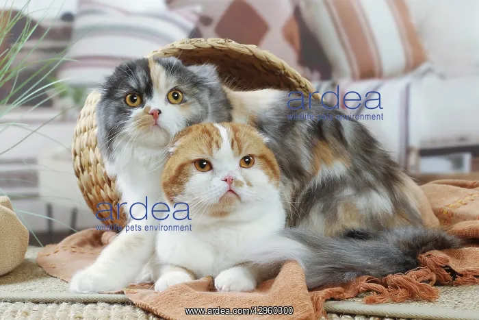 : Two Highlander cats indoors : Two Highlander cats indoors