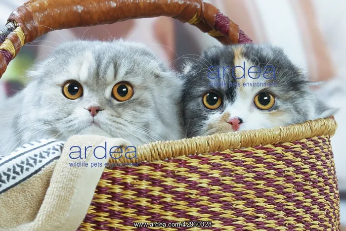 : Two Highlander cats indoors : Two Highlander cats indoors