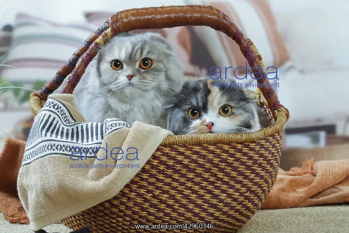 : Two Highlander cats indoors : Two Highlander cats indoors
