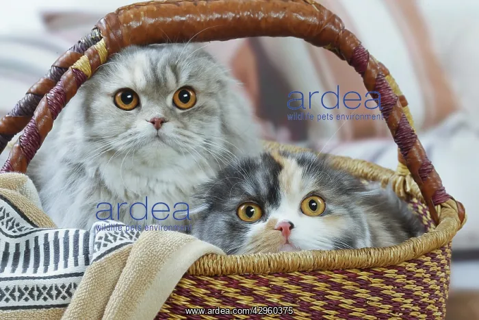 : Two Highlander cats indoors : Two Highlander cats indoors