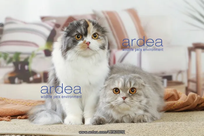 : Two Highlander cats indoors : Two Highlander cats indoors