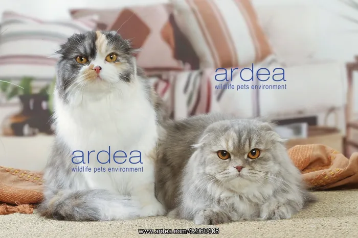 : Two Highlander cats indoors : Two Highlander cats indoors