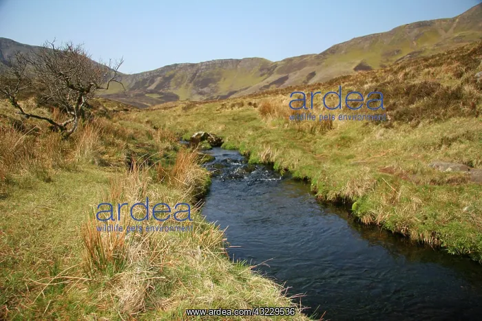 : Highlands, Scotland. Scottish legend says : Highlands, Scotland. Scottish legend says