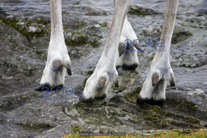 : Highly adapted feet of Forest reindeer : Highly adapted feet of Forest reindeer