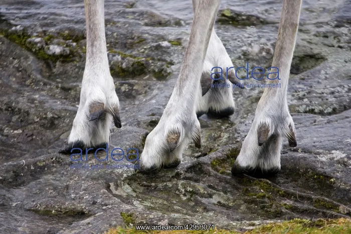  : Highly adapted feet of Forest reindeer
