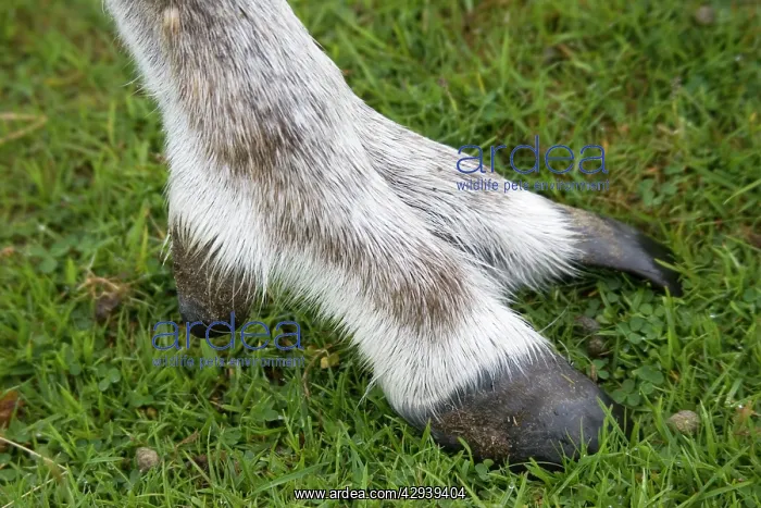 : Highly adapted foot of Forest reindeer : Highly adapted foot of Forest reindeer