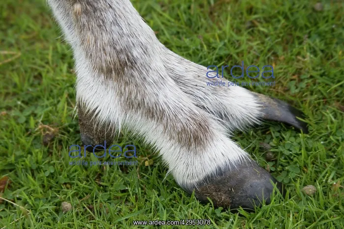 : Highly adapted foot of Forest reindeer : Highly adapted foot of Forest reindeer