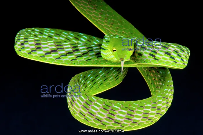 : The highly arboreal vine snake (Ahaetulla prasina) : The highly arboreal vine snake (Ahaetulla prasina)