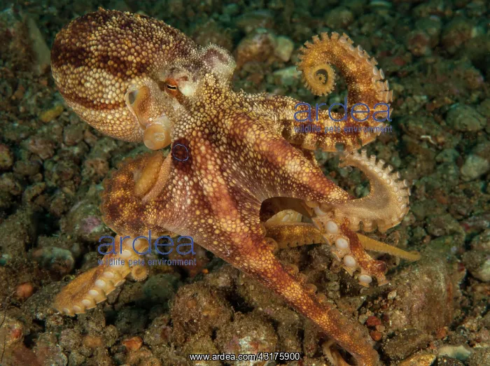 : Highly venomous ocellatus octopus (Amphioctopus : Highly venomous ocellatus octopus (Amphioctopus
