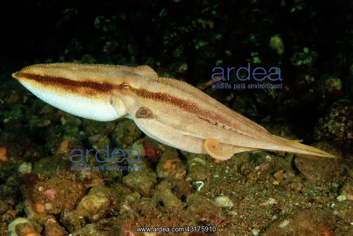: Highly venomous ocellatus octopus (Amphioctopus : Highly venomous ocellatus octopus (Amphioctopus