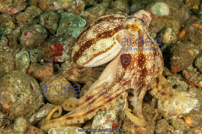 : Highly venomous ocellatus octopus (Amphioctopus : Highly venomous ocellatus octopus (Amphioctopus