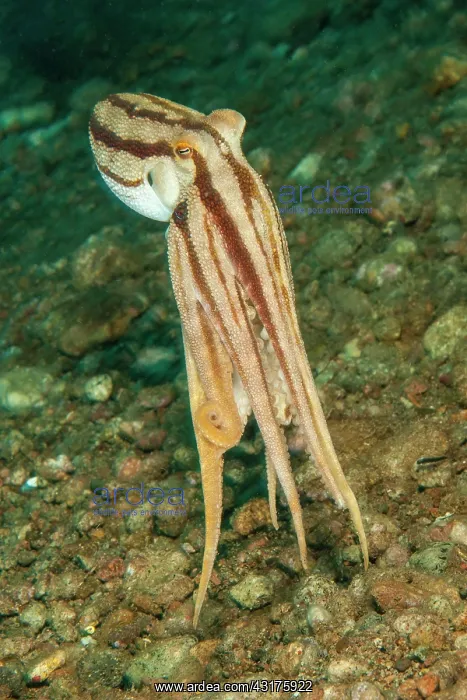 : Highly venomous ocellatus octopus (Amphioctopus : Highly venomous ocellatus octopus (Amphioctopus