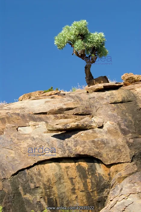 : Highveld Cabbage Tree - perched on steep rock face : Highveld Cabbage Tree - perched on steep rock face