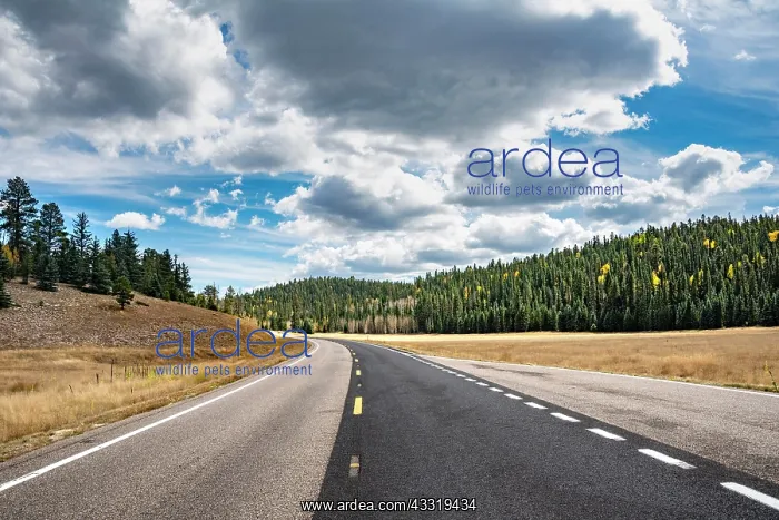  : Highway through forest area with cloudy sky, North