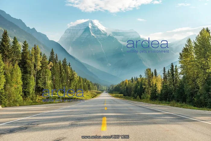  : Highway, snow-capped mountains at the back, Mt Robson