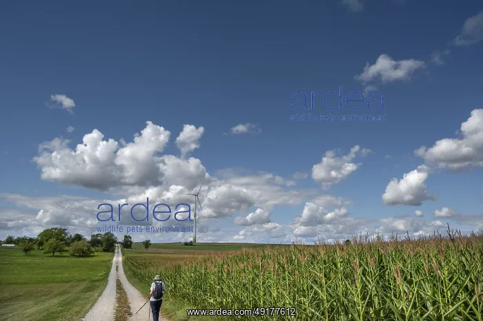 : Hiker on a country lane in Franconian landscape : Hiker on a country lane in Franconian landscape