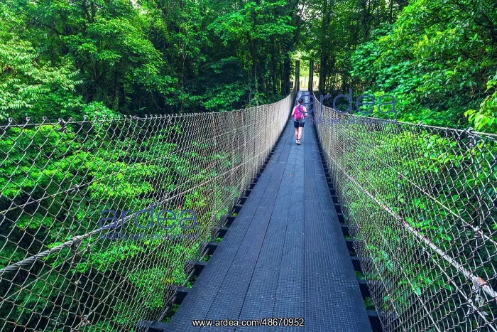 : Hiker on the Danta Bridge, Arenal Volcano National Park : Hiker on the Danta Bridge, Arenal Volcano National Park