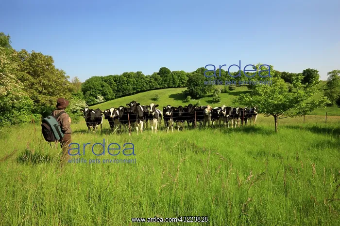  : Hiker and Holstein cows in a meadow - Picardie France