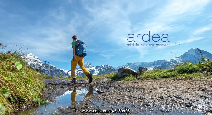 : Hiker, snow-covered Fiescherhorn, Wetterhorn and : Hiker, snow-covered Fiescherhorn, Wetterhorn and