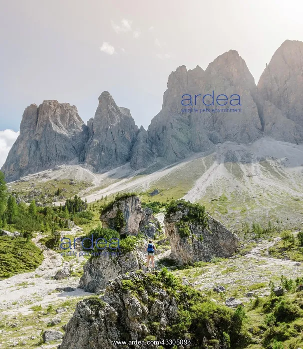 : Hiker standing on rocks, scree field below the Geisler : Hiker standing on rocks, scree field below the Geisler