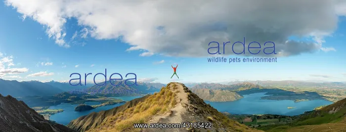 : Hiker takes a skydive, views of mountains and lake : Hiker takes a skydive, views of mountains and lake