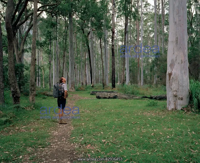 : Hiker on trail through Blue Gum Forest, Grose Valley : Hiker on trail through Blue Gum Forest, Grose Valley