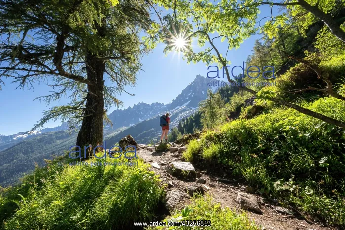 : Hiker on trail through the forest to La Jonction : Hiker on trail through the forest to La Jonction