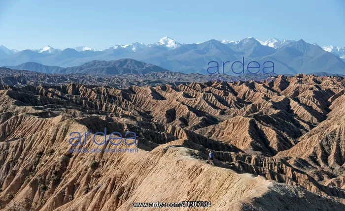 : Hiker walking along a canyon, Tian Shan mountains : Hiker walking along a canyon, Tian Shan mountains