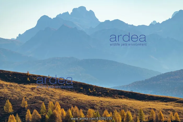 : Hikers on autumnal ridge with Peitlerkofl in the : Hikers on autumnal ridge with Peitlerkofl in the