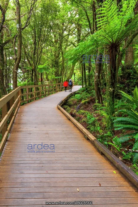 : Hikers on boardwalk through rainforest at Milford Sound : Hikers on boardwalk through rainforest at Milford Sound