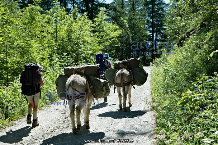 : Hikers with donkeys in the Southern Alps : Hikers with donkeys in the Southern Alps