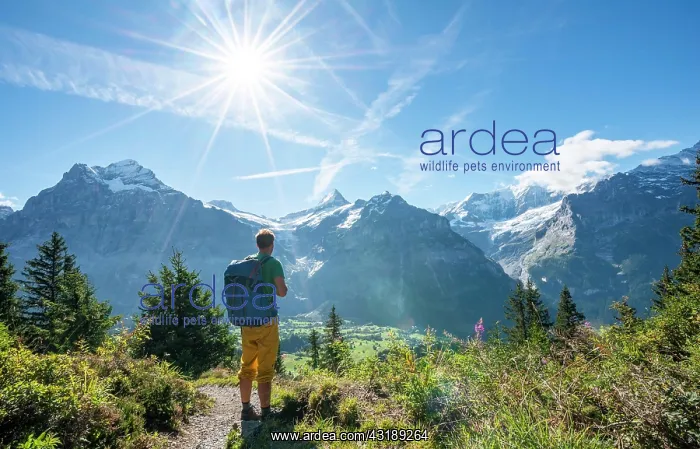 : Hikers on the hiking trail to Bachalpsee, behind : Hikers on the hiking trail to Bachalpsee, behind