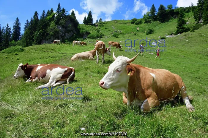 : Hikers in the midst of a herd of cows on the ascent : Hikers in the midst of a herd of cows on the ascent