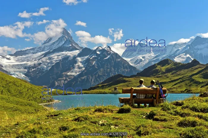 : Hikers pausing on a wooden bench at lake Bachalpsee : Hikers pausing on a wooden bench at lake Bachalpsee