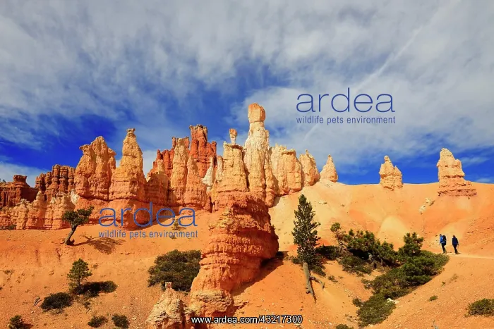 : Hikers on the Peckaboo Trail, Bryce Canyon National : Hikers on the Peckaboo Trail, Bryce Canyon National