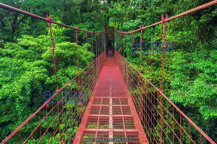 : Hikers on a red suspension bridge, Monte Verde Cloud Forest : Hikers on a red suspension bridge, Monte Verde Cloud Forest