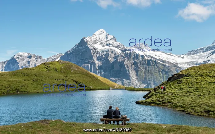 : Hikers resting on a bench, Bachalpsee with summit : Hikers resting on a bench, Bachalpsee with summit