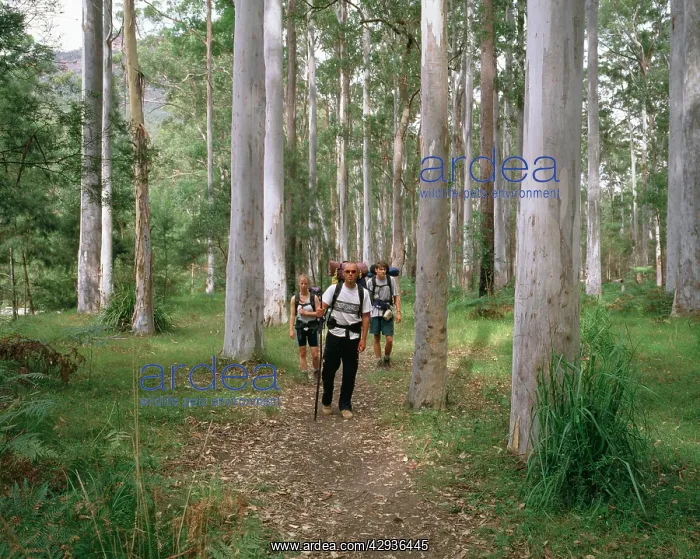 : Hikers on trail through Blue Gum Forest, Grose : Hikers on trail through Blue Gum Forest, Grose