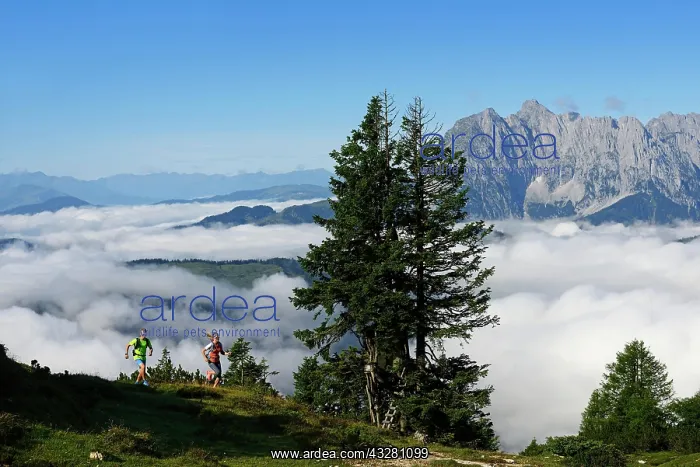 : Hikers, Trail running on the Eggenalm, behind Wilder : Hikers, Trail running on the Eggenalm, behind Wilder