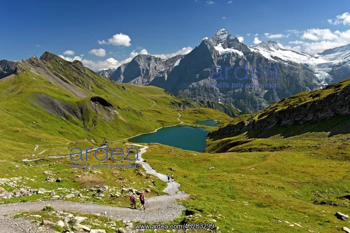 : Hiking area Lake Bachalpsee, Wetterhorn in the back : Hiking area Lake Bachalpsee, Wetterhorn in the back