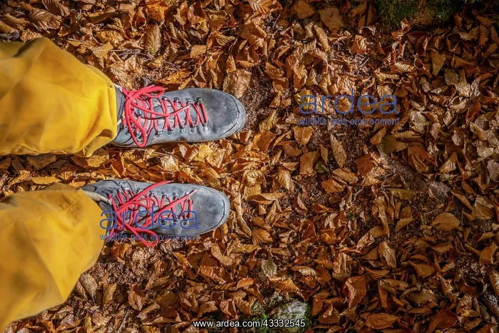 : Hiking boots on forest floor, in autumn, near Scharnitz : Hiking boots on forest floor, in autumn, near Scharnitz