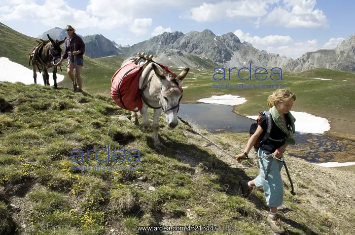 : Hiking with pack donkey Lake Marion Queyras Alps France : Hiking with pack donkey Lake Marion Queyras Alps France